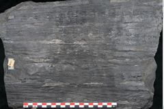 Foto (Detailansicht) von Sigillaria alternaus Lindl. et H. (NHMW-GEO-2024-0188-11229)